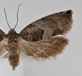  Female. © Loren Jones. Image used with permission
